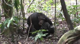 Côte d'Ivoire: Adult Chimpanzees' Play Boosts Cooperation in Surprising New Study