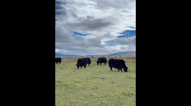 A Girl Been Chased by a Yak