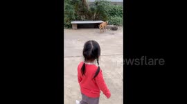 China: Dog Jumps on a Little Girl’s Command