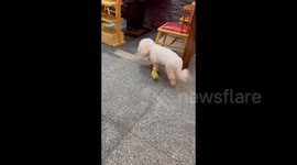 China: Dog Gets a Duck Companion