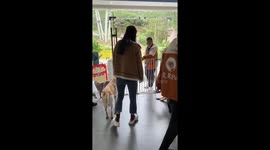 Dog held back from following owner in Guangdong, China