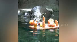 Former Chelsea player Rudiger launches auction to help endangered pygmy hippos