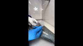 A spectacular scale removal