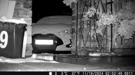 Adorable fox captured on film playing in the snow on a photographer's new car