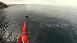 A 6m Basking Shark encountered by kayakers close to shore