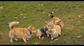 Dogs are playing with each other in the garden