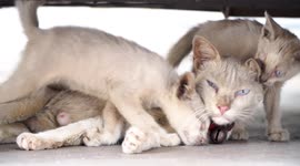 Adorable kittens share sweet moments with their mothers cuddling exchange and gentle kisses