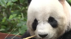 Giant pandas play prominent role in tightening friendship: Malaysians