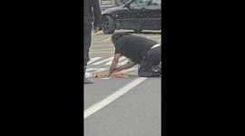 Person searches for queen bee amid swarm on New Zealand road