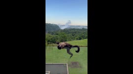 Monkey playing on balcony in Iguazú Park, Misiones, Argentina