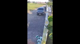 Driver investigates wing mirror damage to discover cow was culprit