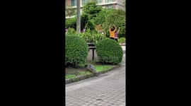 Wild monitor lizard saunters past people doing aerobics