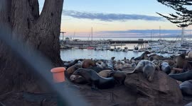 Sea Lions in Monterey Bay, CA