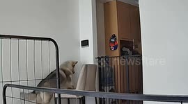 Unexpected caller: Alaskan malamute makes contact with property management in China