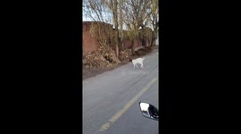Goat jumps on wall of owner's home