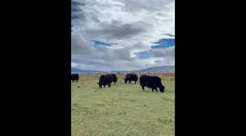 Wild yak chases away girl trying to record selfie video