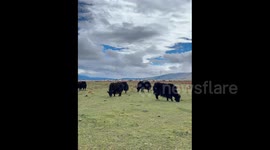 China: A Girl Been Chased by a Yak