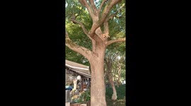 Squirrel and cat play in Chinese park