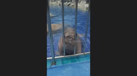 Playful walrus sprays water at zoo visitors