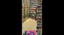 Monitor lizard raids supermarket and climbs on shelves in search of food