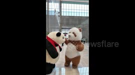 Pandas inspire global dialogue on harmony between man, nature