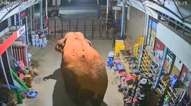 Huge wild elephant caught on CCTV ambling into shop