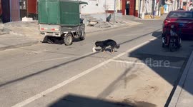 Touching Moment from a Dog