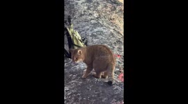 Cat walks near cliff edge unfazed, Mount Huashan, China