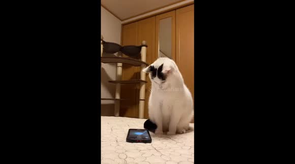 The camera attack of a cat in Kanagawa, Japan - Buy, Sell or Upload Video Content with Newsflare