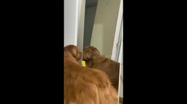 Dog Smiles to the Mirror