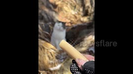 Kung Fu Cat: Stray Feline Wows Tourists with Incredible Catching Skill