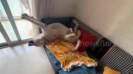 Labrador sleeps in funny position on sofa in Sichuan, China
