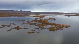 Rare wild protected animals frequently seen in Ruoergai, SW China's Sichuan