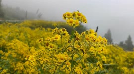 China: Chrysanthemum harvest in full swing across the country