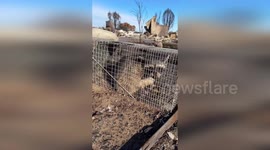 Raccoon trapped in cat cage returned to the wild
