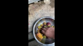 Orangutan eats lychees for lunch