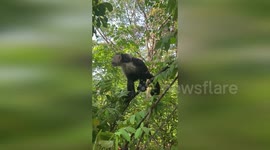Costa Rica: Researcher Collects Monkey Urine in Costa Rica Study