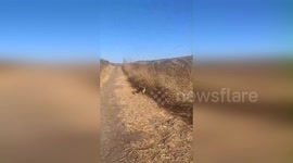 US: Adorable Island Fox Pups in the Wild