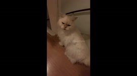 Cat rolls down stairs during play in The Hague