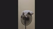 temp