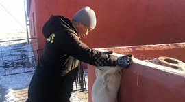 Playful dogs caught in humorous act in Inner Mongolia, China