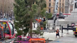 Trafalgar Square's  Christmas tree installed and brought to ideal shape