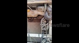 India: A giant python reached Bihar from UP hiding in the engine of a truck, people were shocked as soon as the bonnet was opened