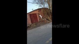 Parkour! Goat takes run up before jumping wall almost 10 times its height