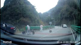 Man has trousers pulled down by troop of aggressive monkeys demanding food from passersby in China