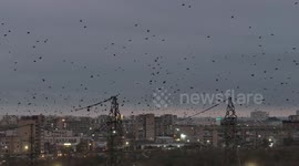 Birds Swarm Over Aktau