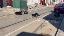 China: Touching Moment from a Dog