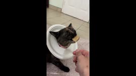 Exclusive- Plate-headed feline goes feral for treats