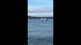 L Pod of the Southern Resident Killer Whales make a close pass by Point Robinson Lighthouse, to onlookers delight