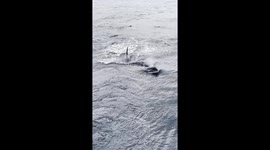Arctic Circle Whale Watching: Playful orcas intercept whale-watching boat in Lofoten Islands, Norway
